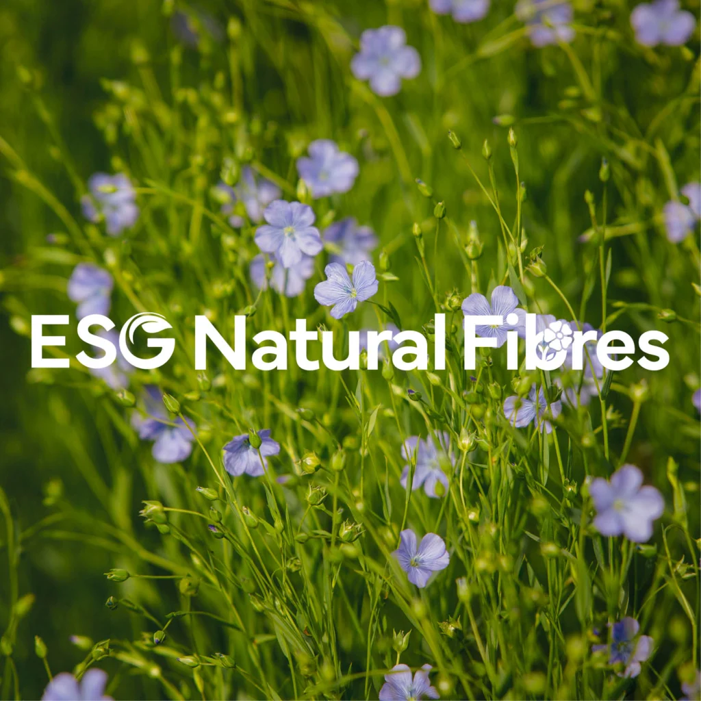 Flowering flax in a Fife field